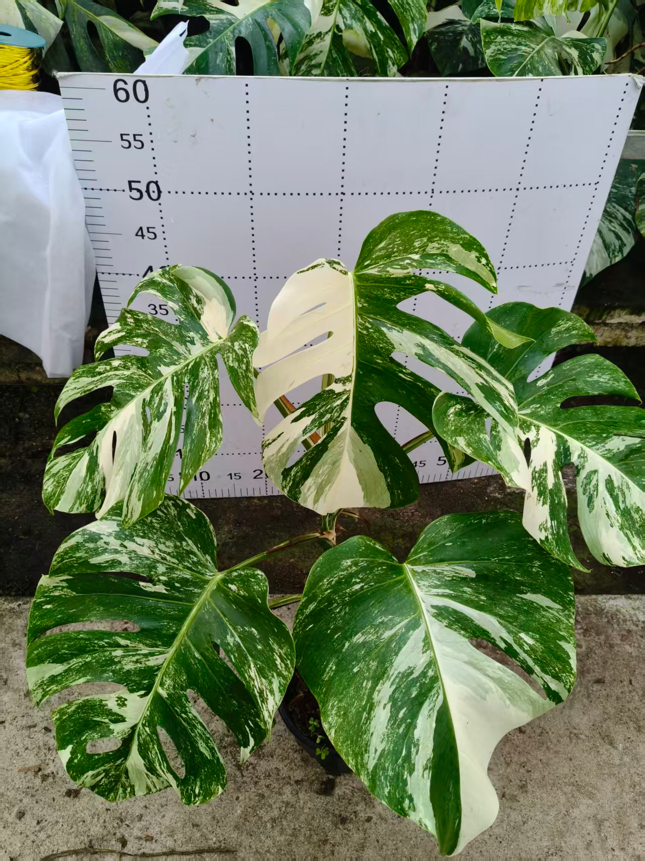 Монстера Вайт тертел 14 50