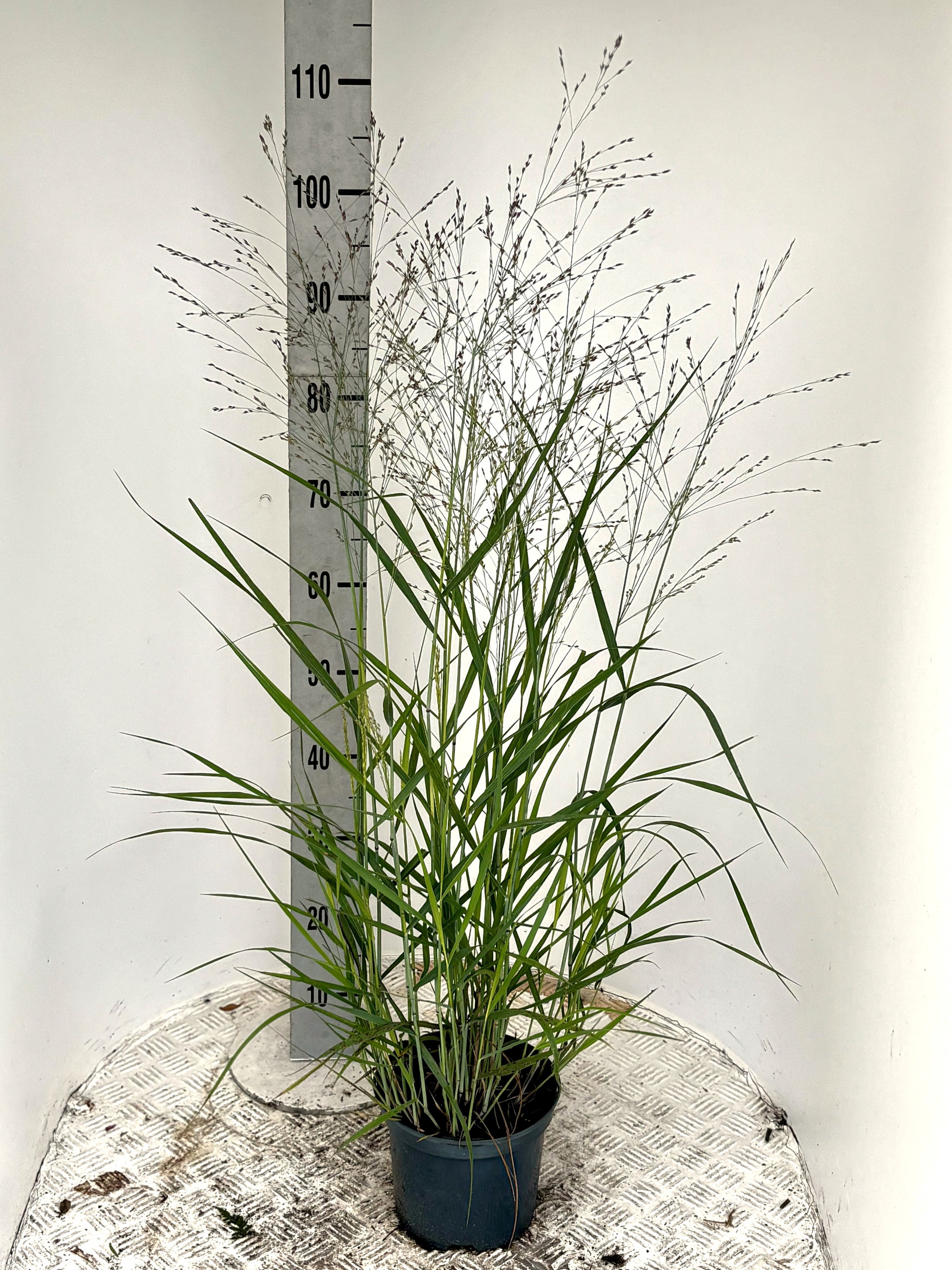 Panicum virg. 'Purple Tears', D 19