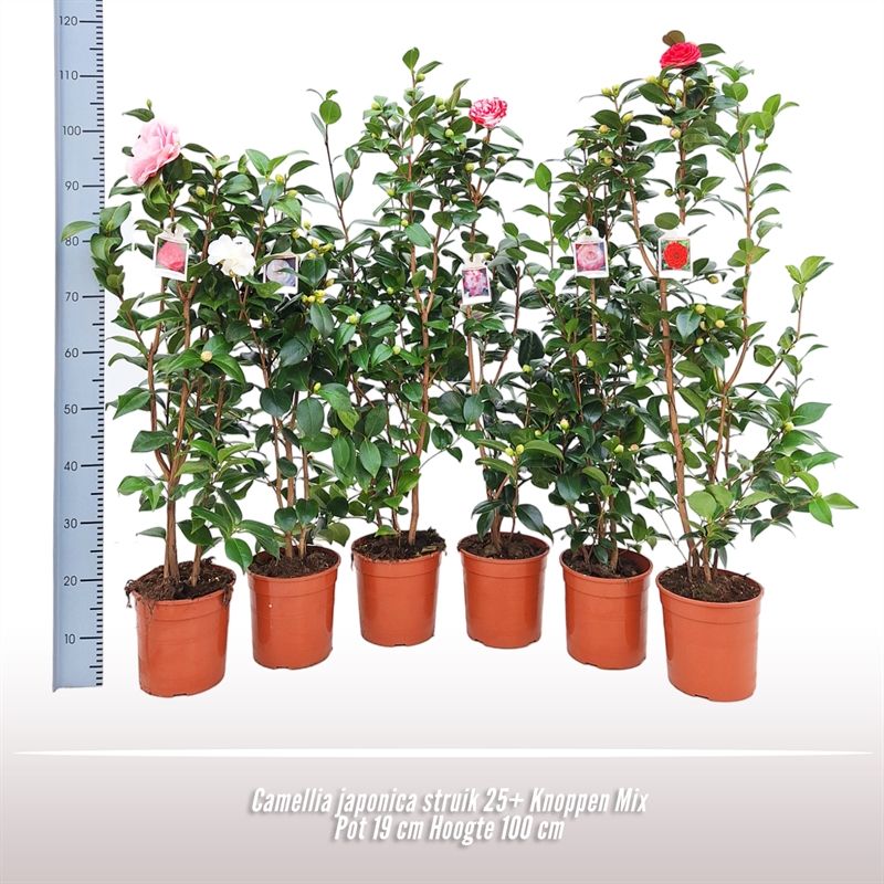 Camellia japonica Mix, D 19