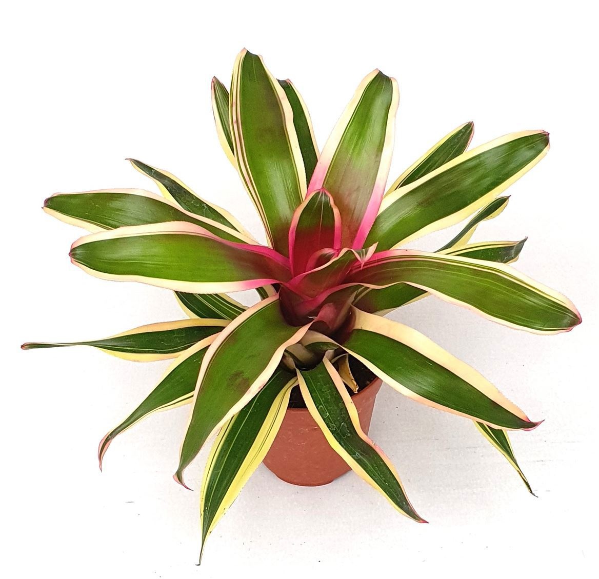 Neoregelia 'Franca', D 12