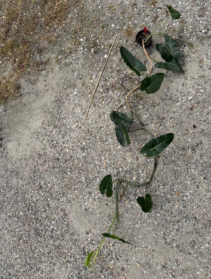 PHILODENDRON-HYBRID, D 19