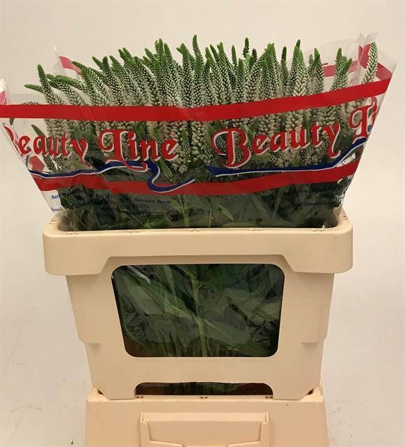 Вероника Скайлер Вайт 55 (бел.), шт.