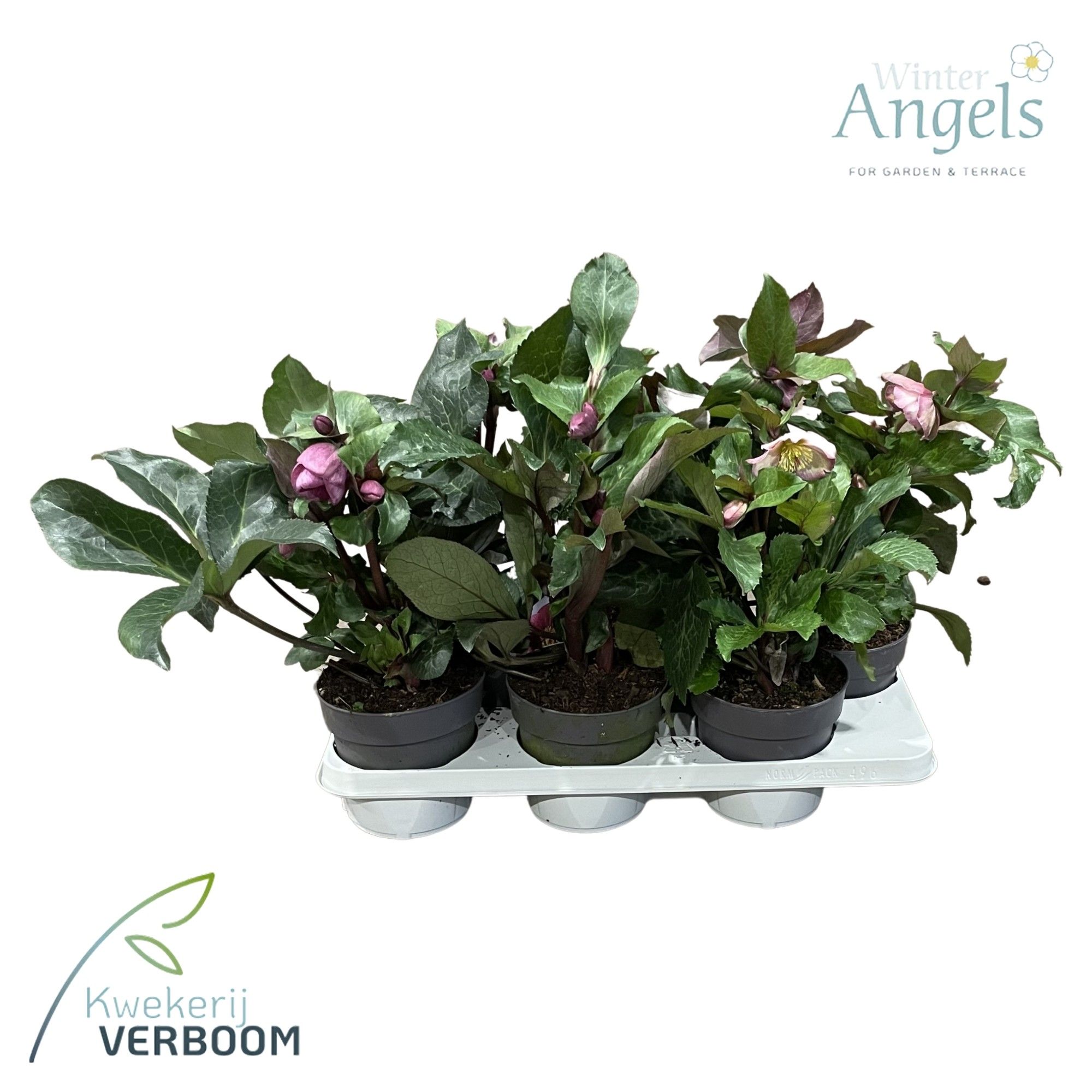 Helleborus Frostkiss p15 mix, D 15