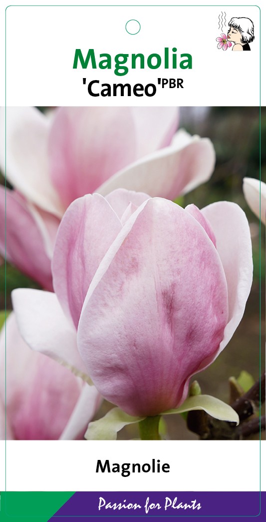 Magnolia 'Cameo' 80CMSTC10, D 28 cm Magnolia 'Cameo' 80CMSTC10, D 28 cm