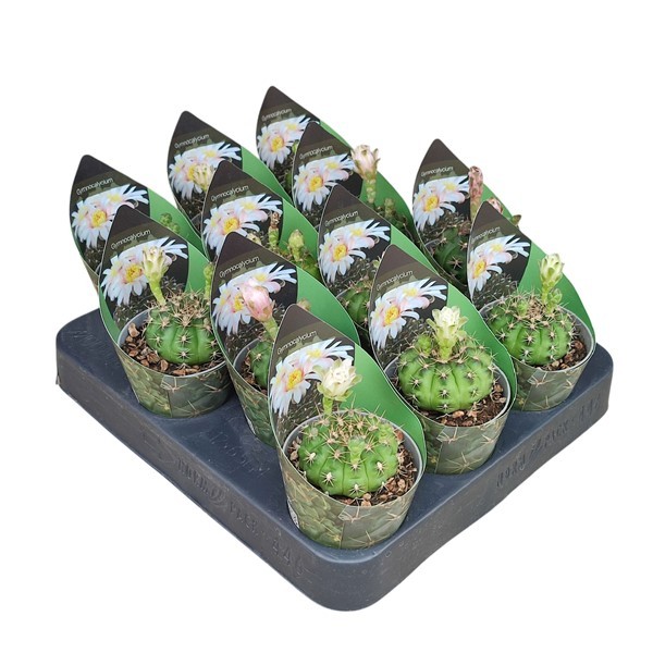 GYMNOCALYCIUM ANISITSII - POT Ø 6,5 WITH POTCOVER (CACTUS), D 6,5