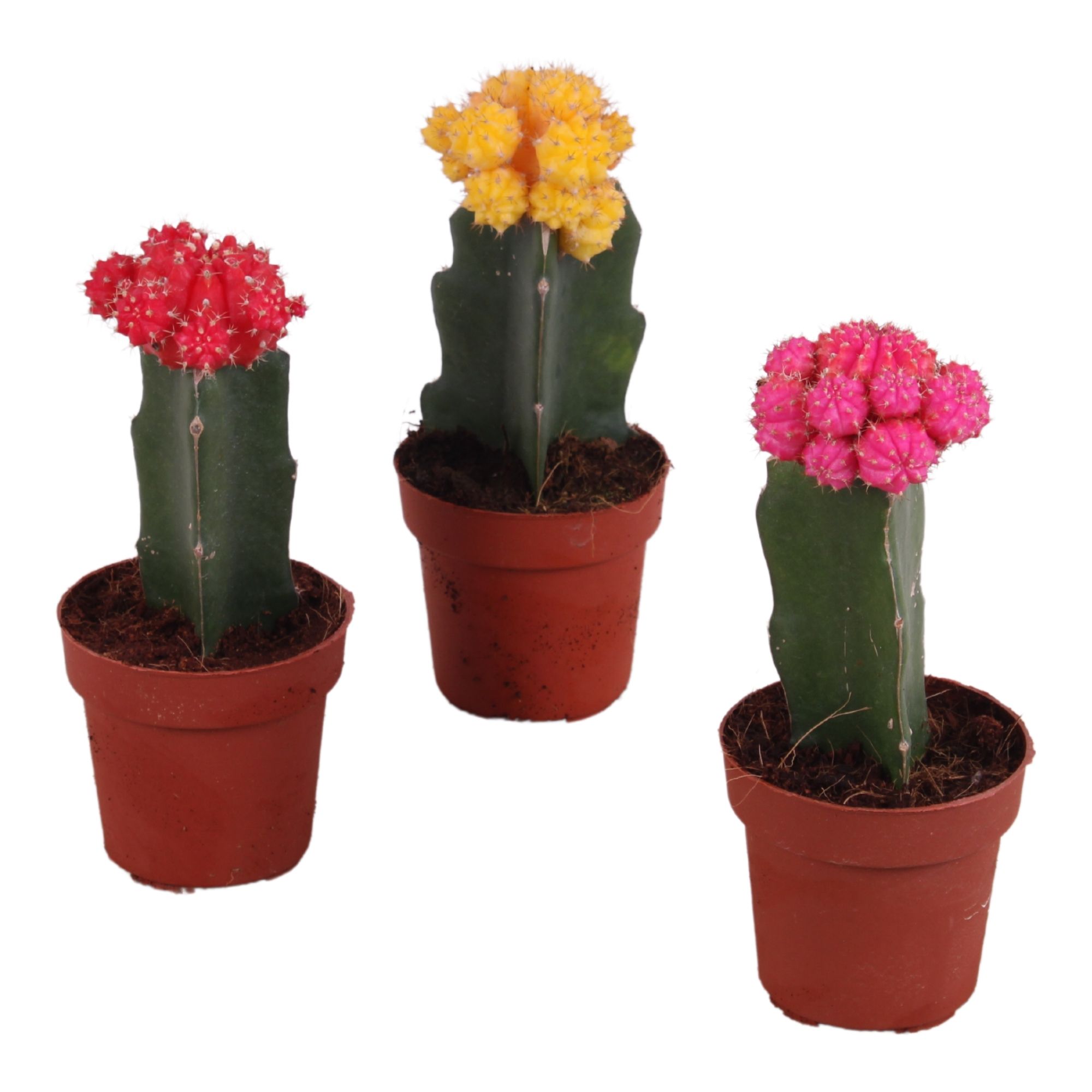 Cactus mix Gymnocalycium Ø8,5cm, D 8,5 cm