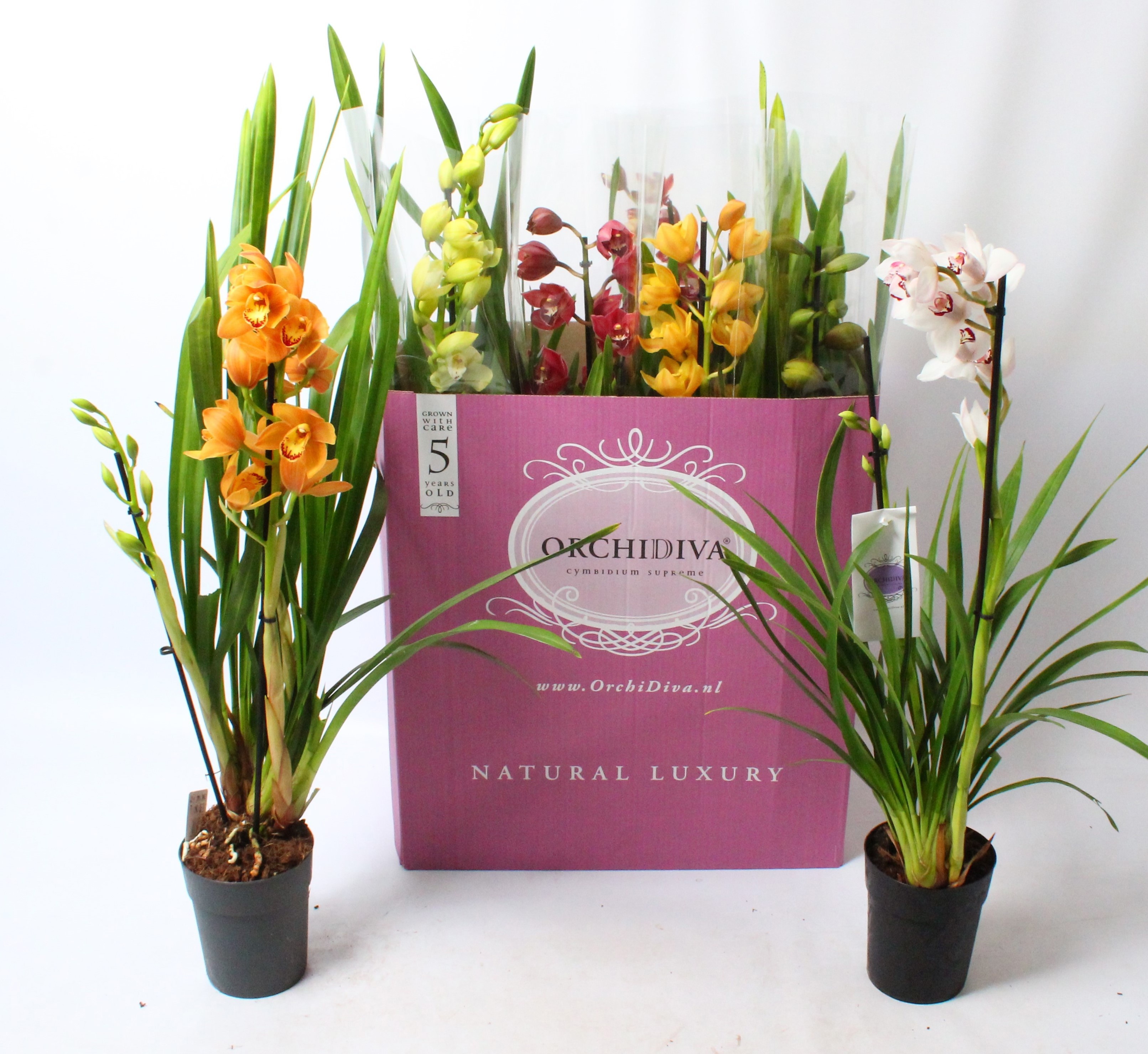 Cymbidium kleuren mix 2 tak, D 14