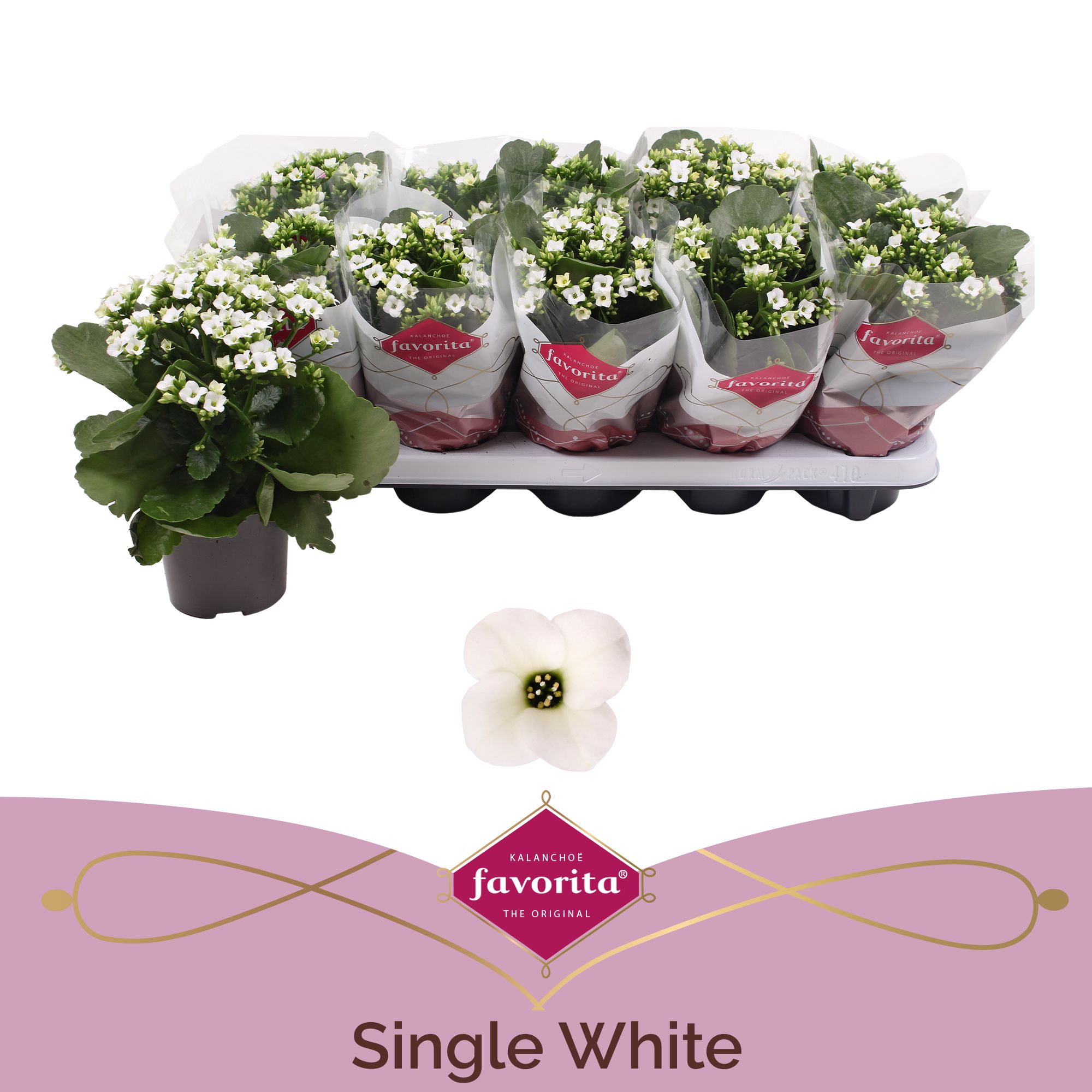 Kalanchoe favorita white, D 10,5