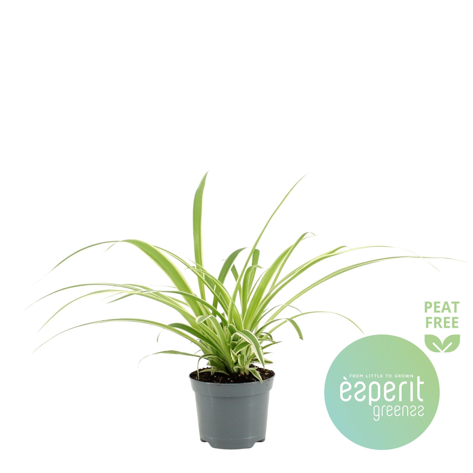 Chlorophytum Com. Variegatum, D 8,5