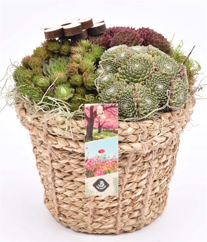 Touwmand met rand 17cm, D 17