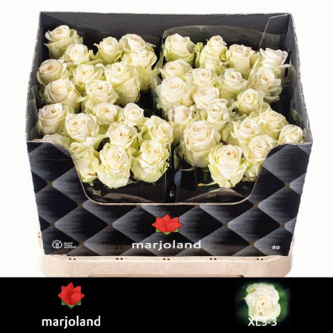 Роза од. Доломити 80, шт.