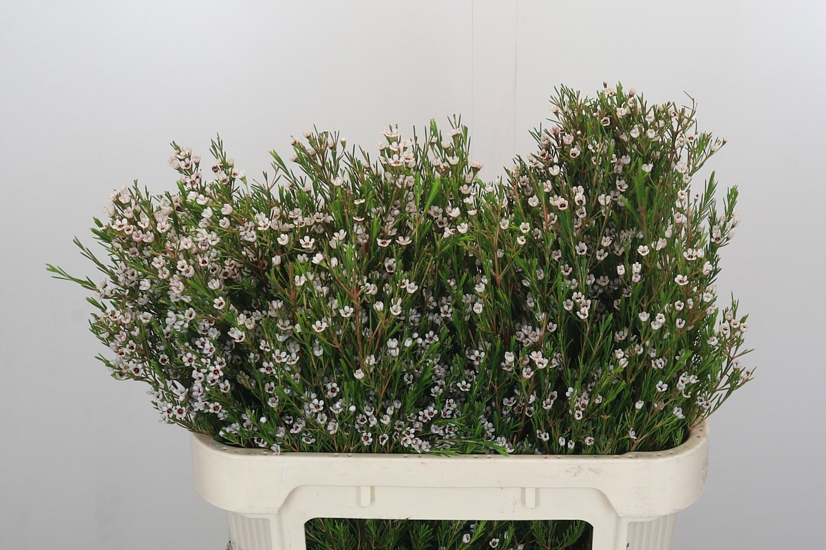 Шамелациум Сноу Флейк 70, шт.