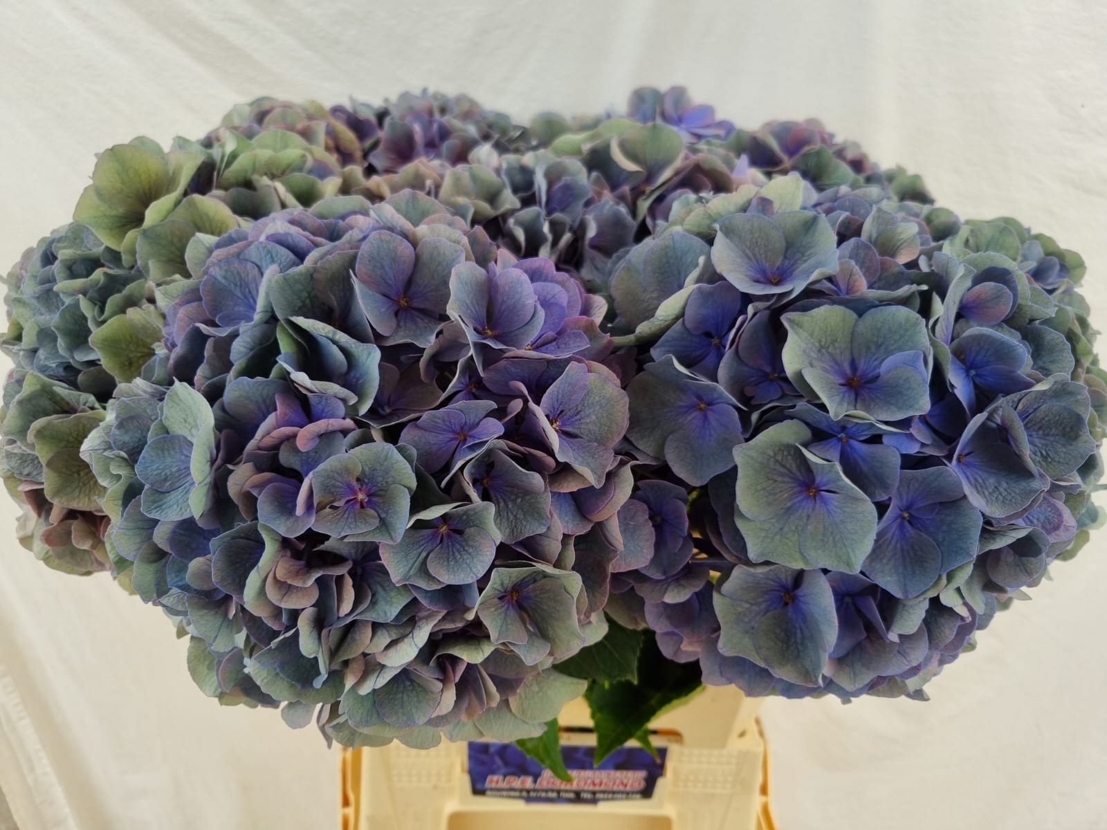 Гортензия Помпиду Классик 60, шт.