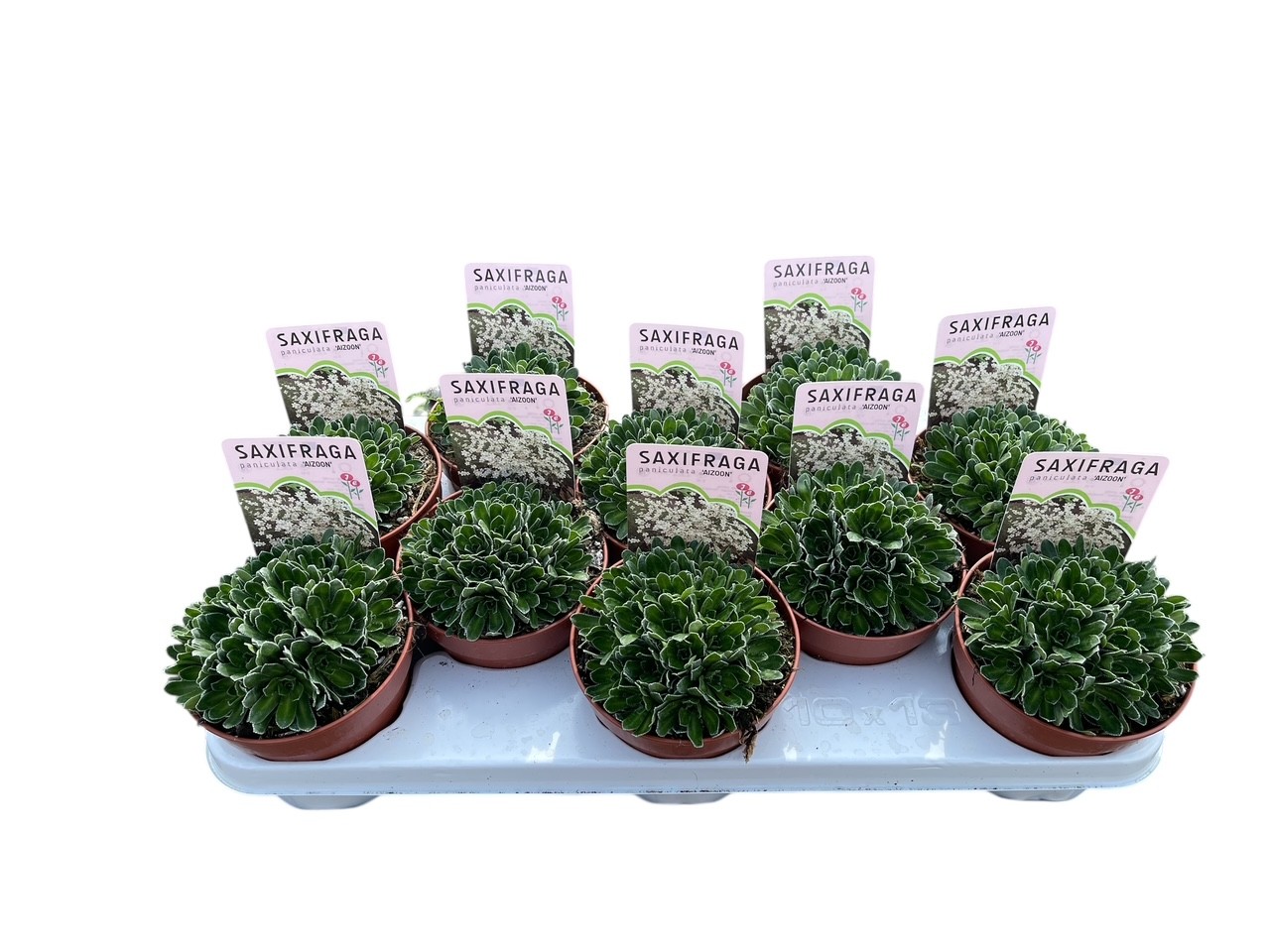 Saxifraga paniculata aizoon, D 13