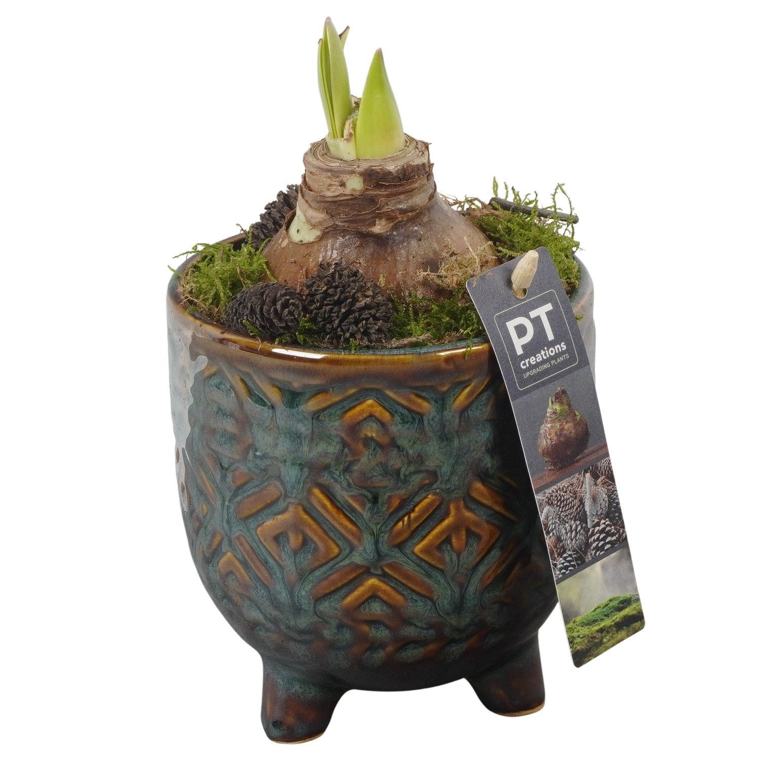 PTAA7515 Arrangement Amaryllis in keramiek pot, D 10 cm