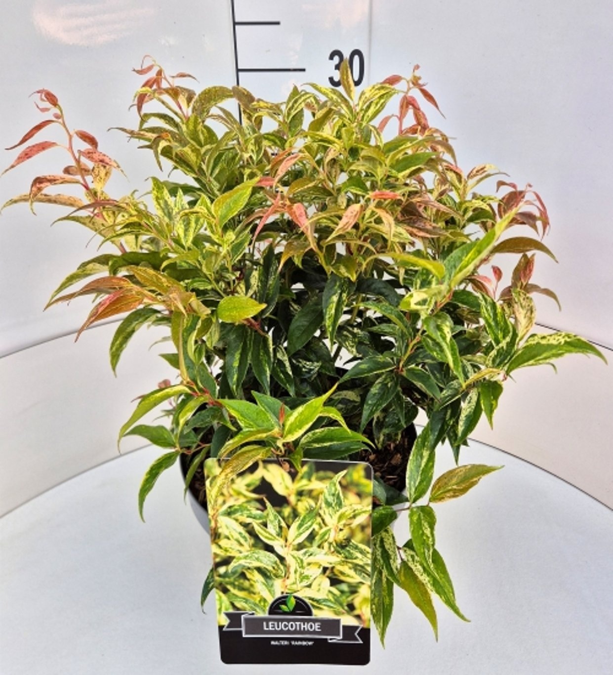 Leucothoe f. 'Rainbow', D 28