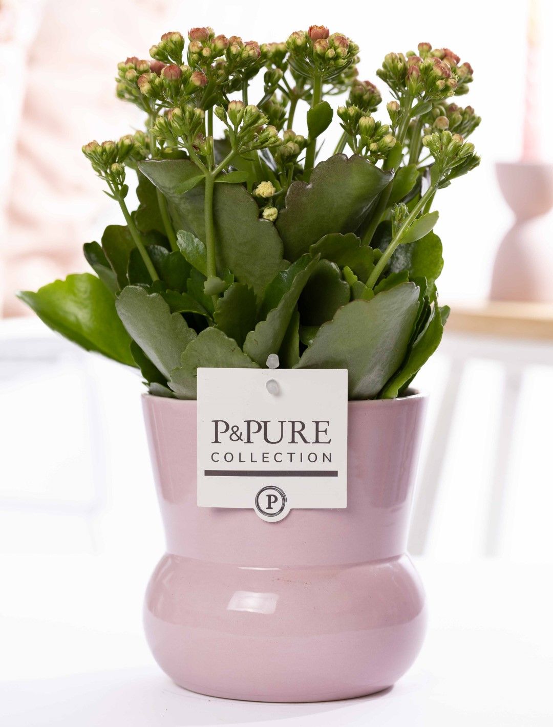 Kalanchoe pink in P&PURE Plant Vase Maxima pink, D 12 cm