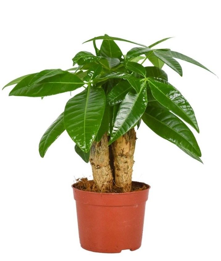 Pachira Aquatica 9 cm Triple stam, D 9