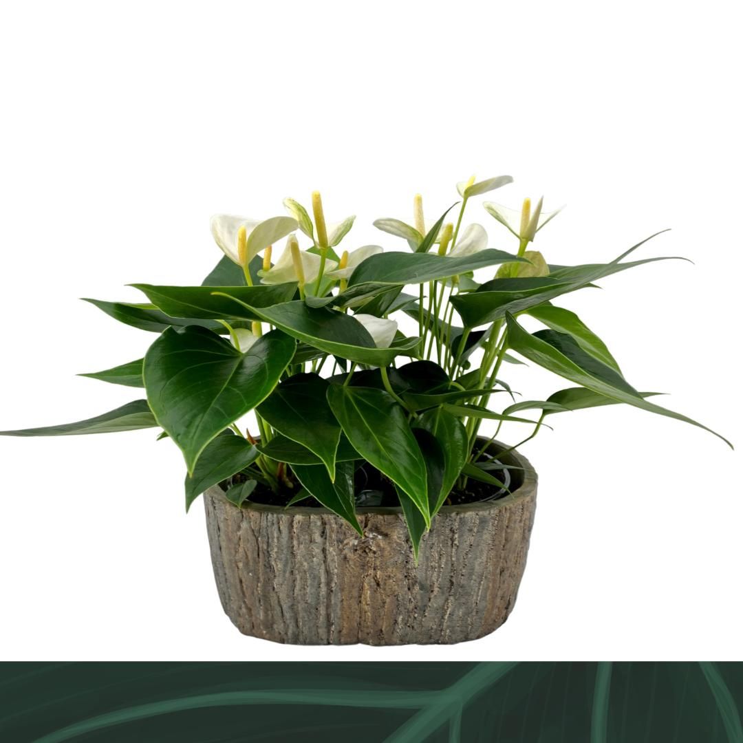 Anthurium Elido steen ovaal, D 9