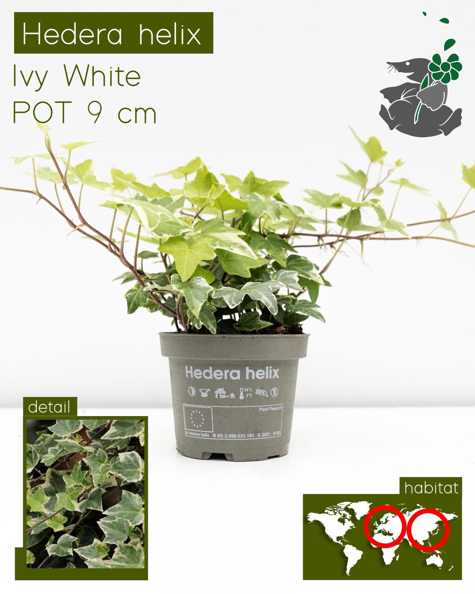 Hedera Helix White P9, D 9