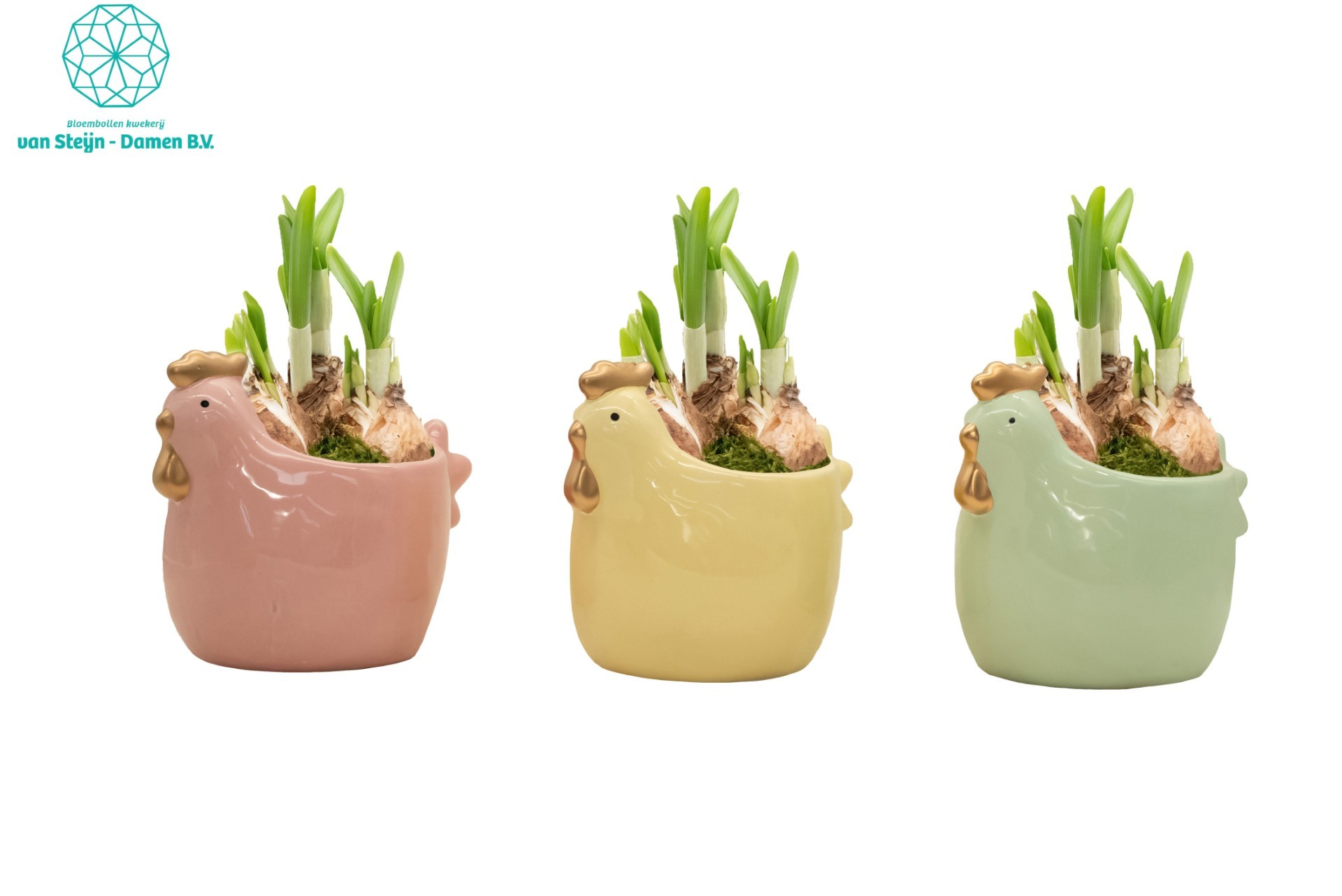 Narcissus 'Easter Chicken' (Without Moss), D 16