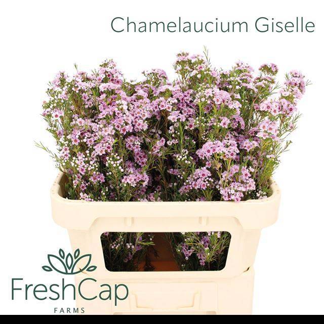 Шамелациум Жизель 70, шт.