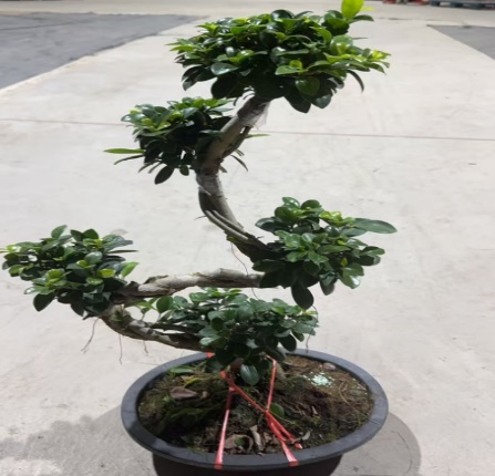 Фикус 55 км С бонсай 30 55