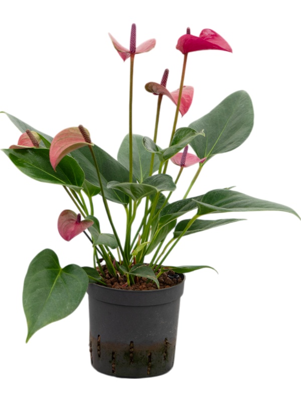 Anthurium andraeanum 'Cirano', D 13
