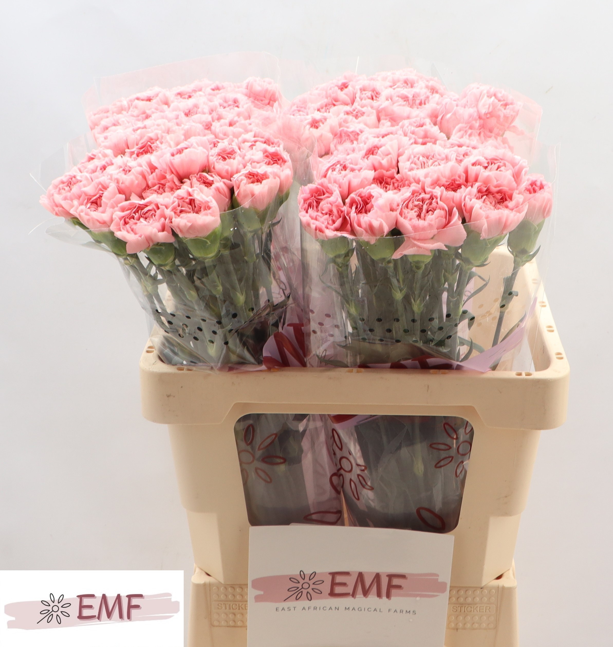 Диантус од. Пинк Монтезума, шт.