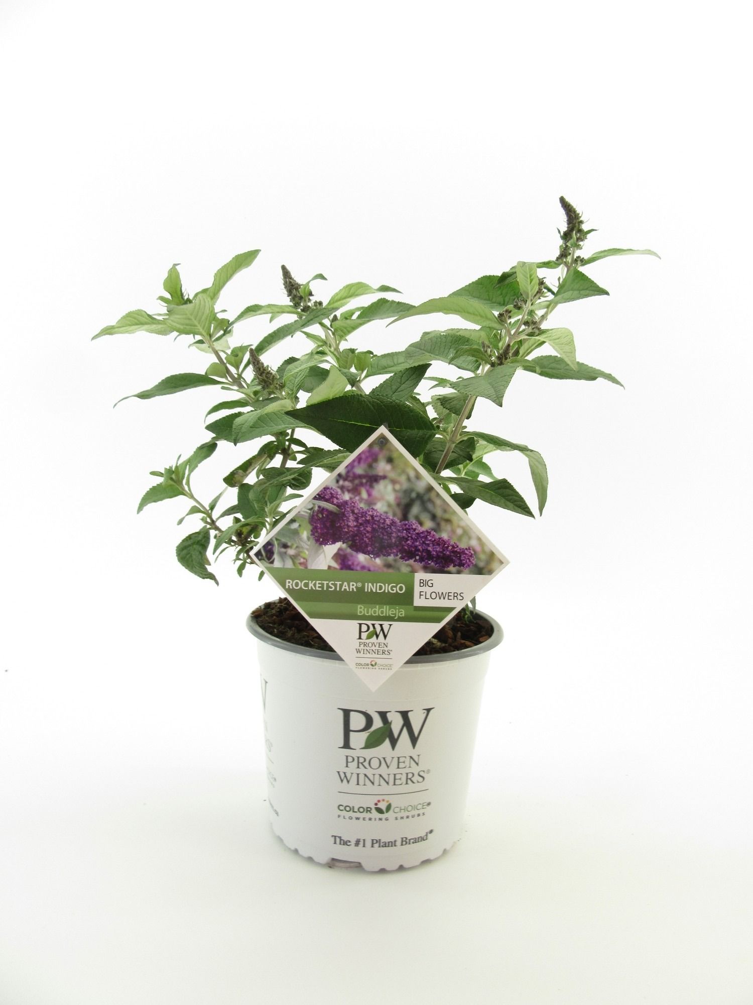 Buddleja Rocketstar Flamingo, D 19