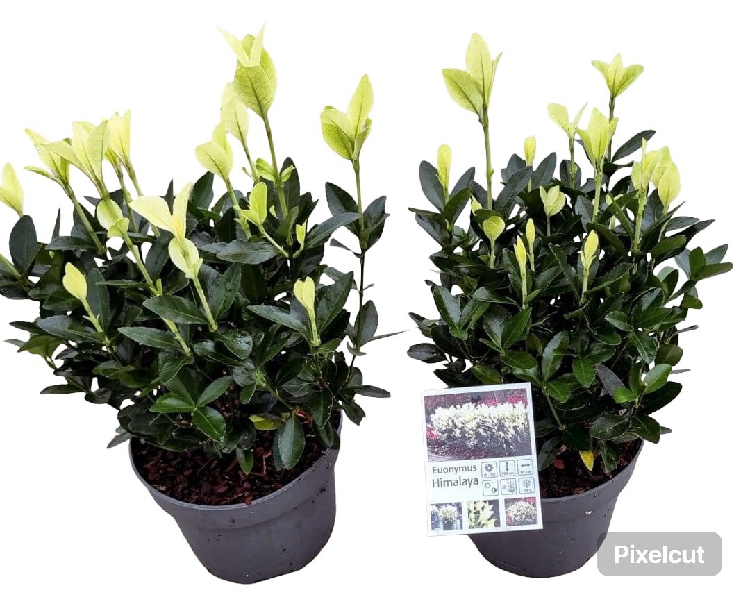 Euonymus jap. Himalaya p17, D 17