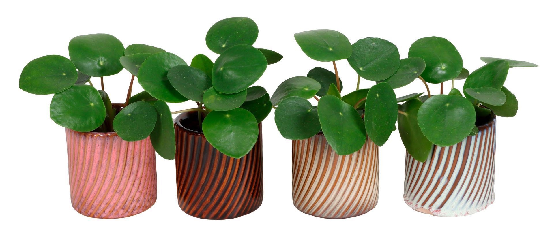 L 67476 With Pilea peperomioides 6 cm, D 6