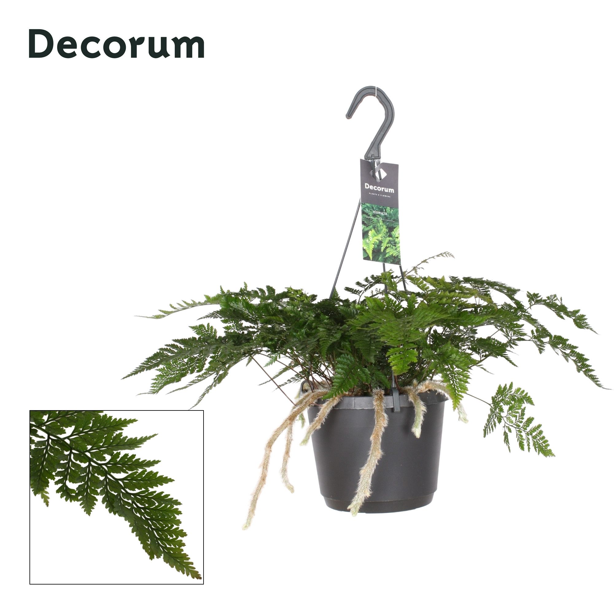 Davallia teyermannii, D 17