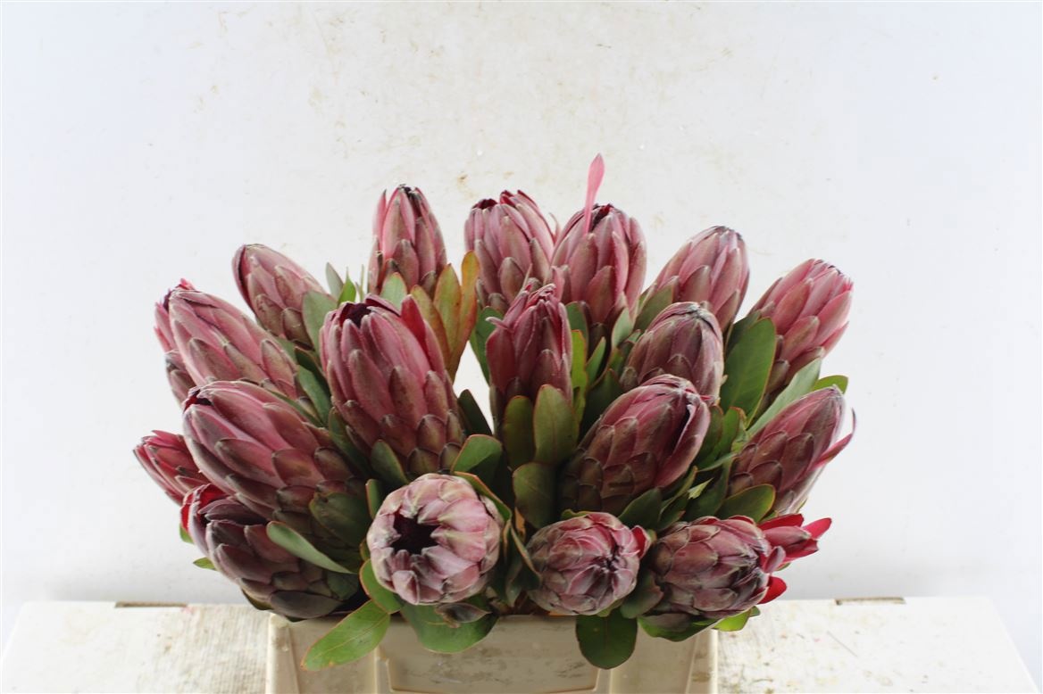 Протея Шаронет 40, шт.