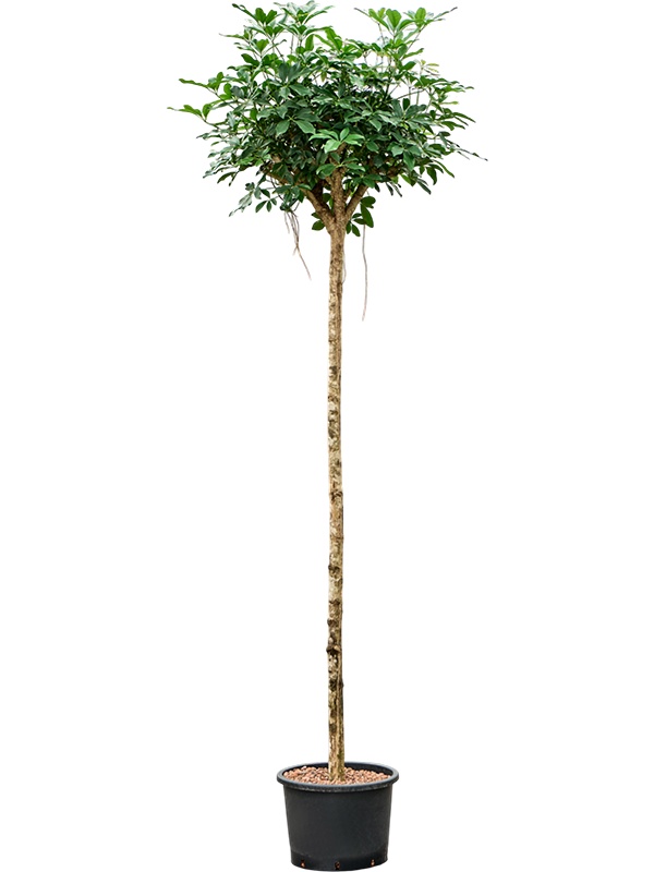 Schefflera arboricola 'Compacta', D 35