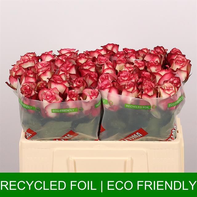 Роза од. Палома 50, шт.