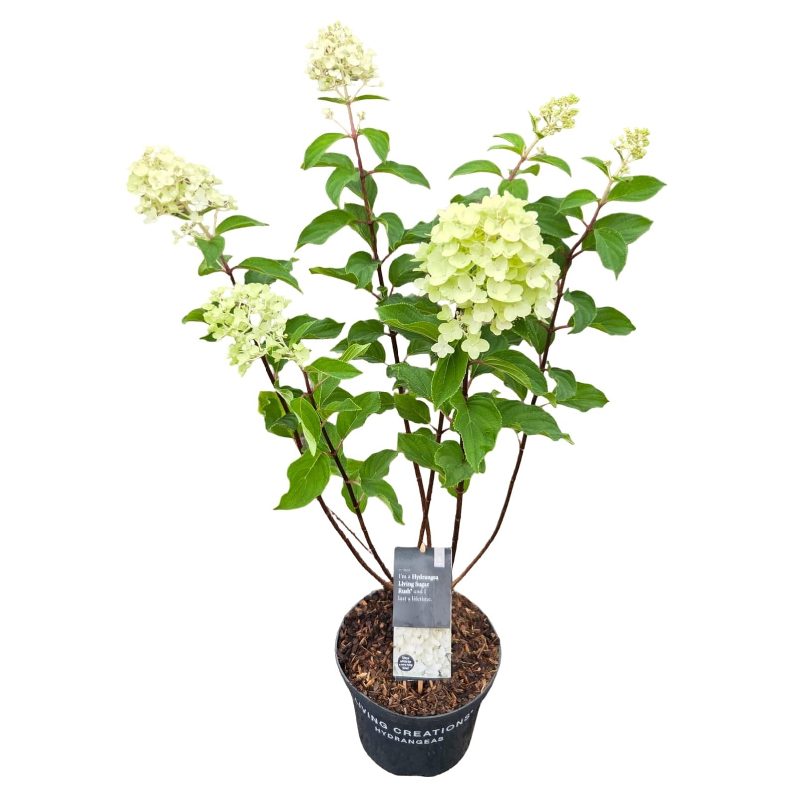 Hydrangea pan. 'Living Sugar Rush' ®, D 23 cm