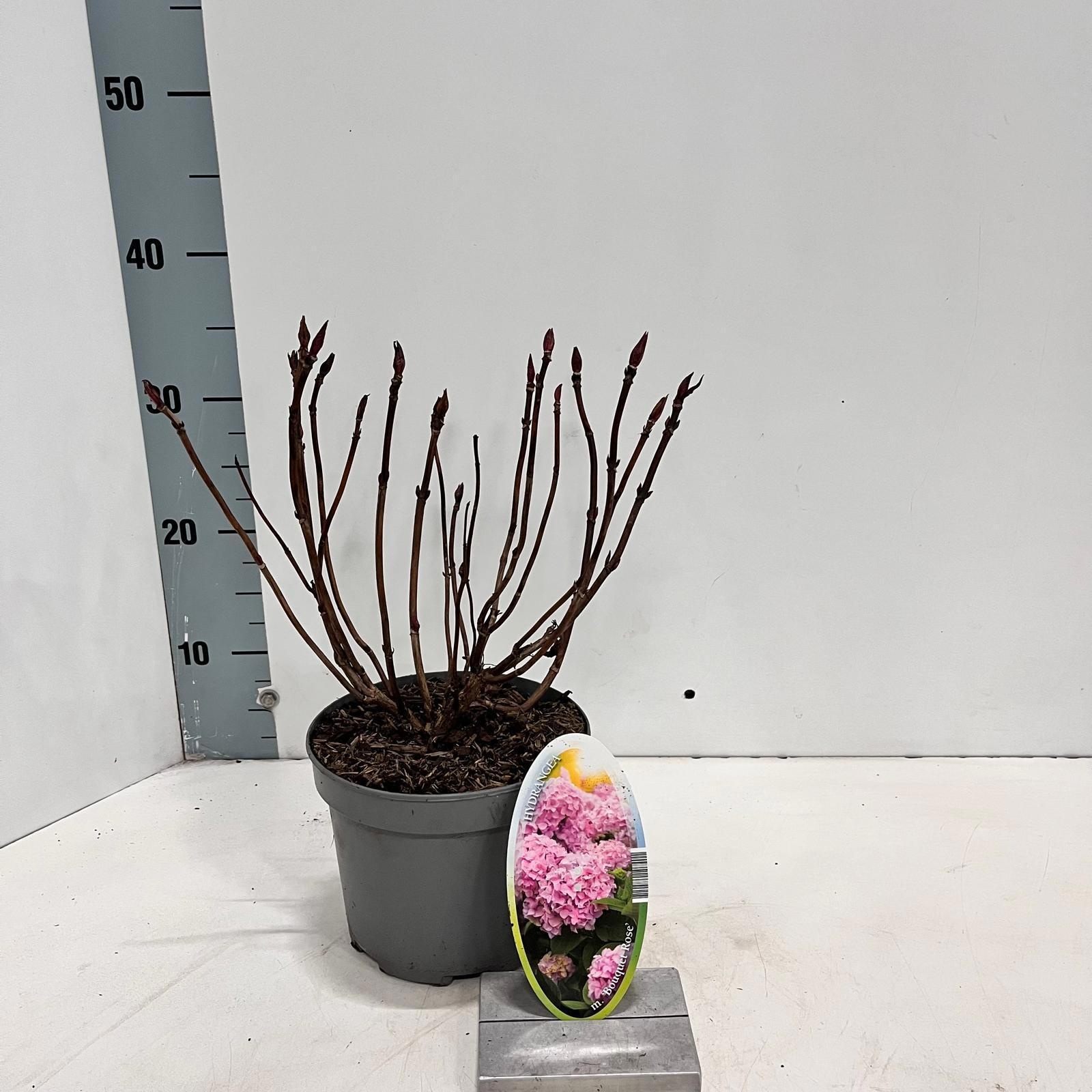 Hydrangea macr. 'Bouquet Rose', D 17