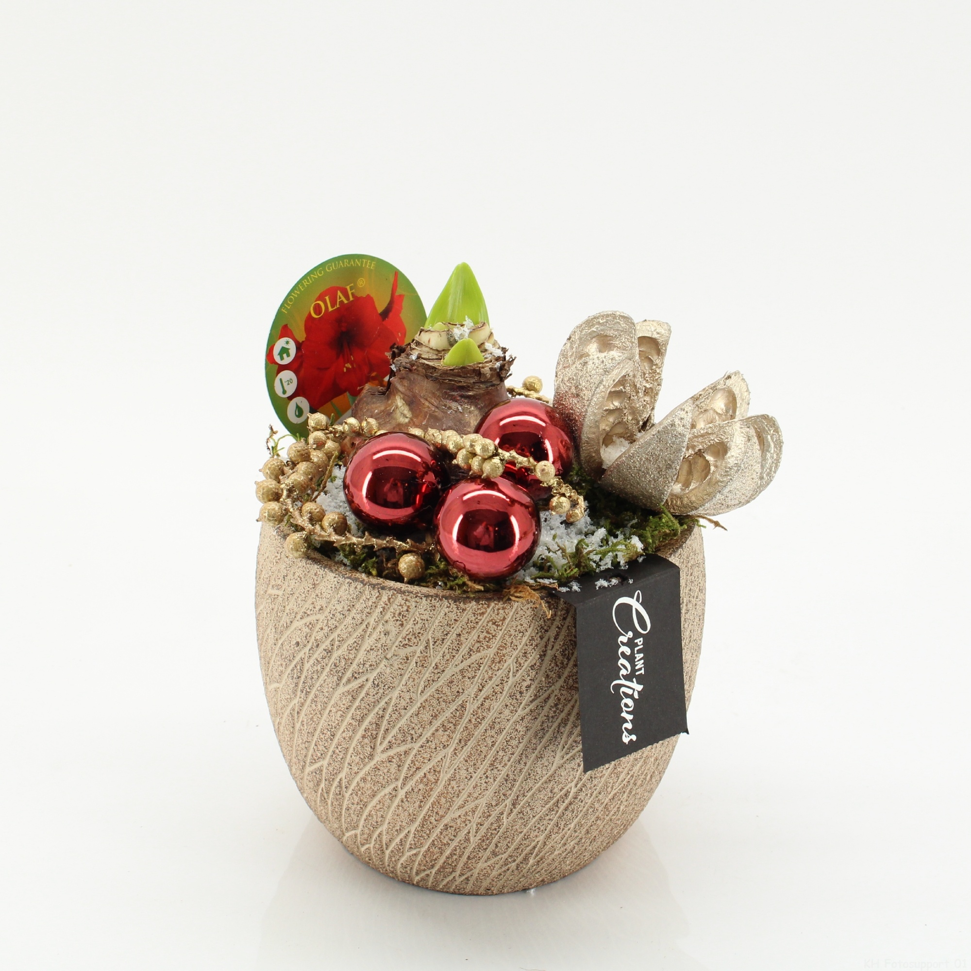 HICR-2518R Kerst Amaryllis, D 14 cm