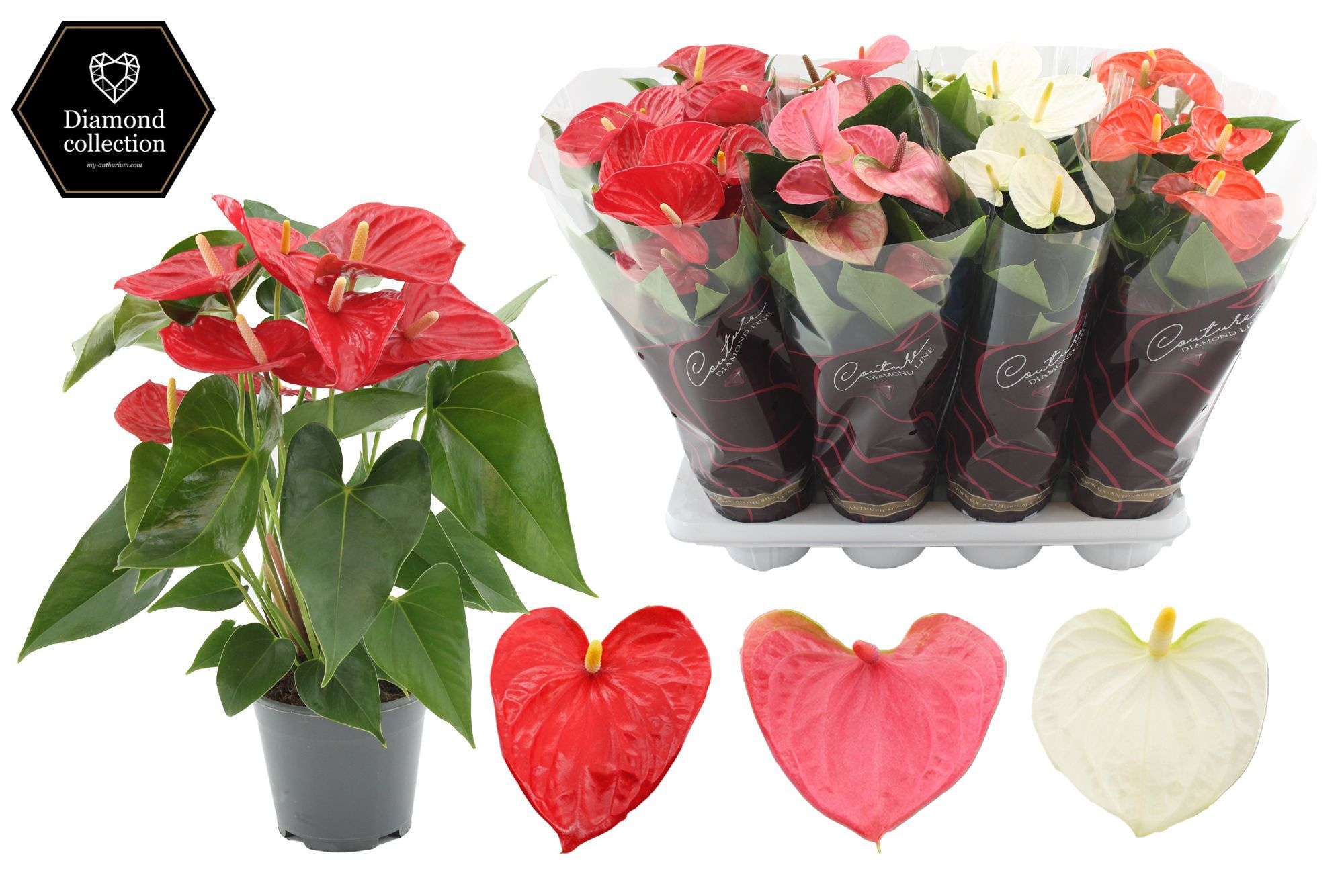 Anthurium 14 cm 3 color mix in Diamond Hoes, D 14