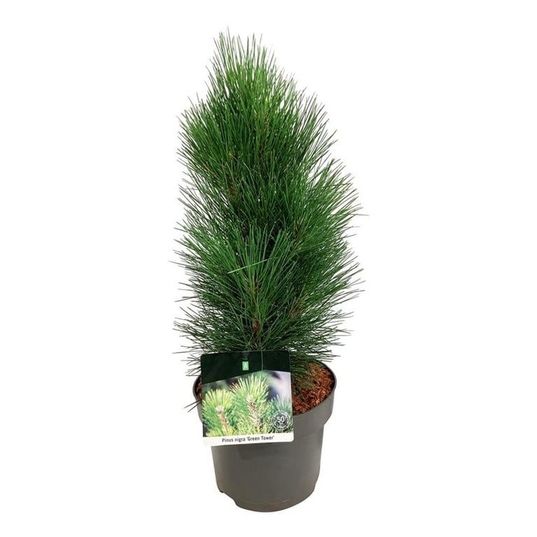 Pinus nigra 'Green Tower', D 21