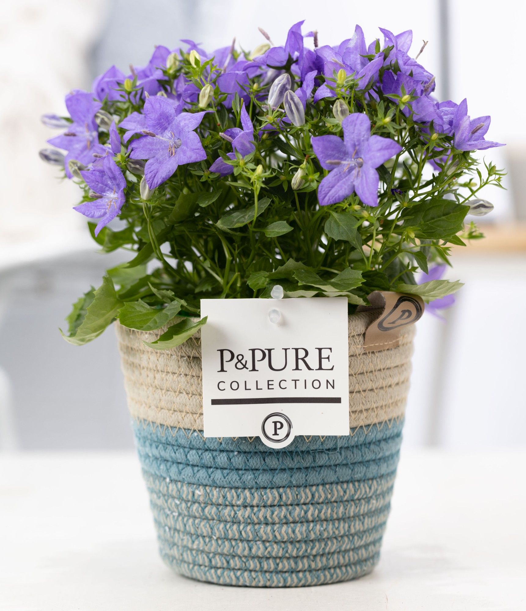 Campanula 'Napoli' Pure Valerie, D 14