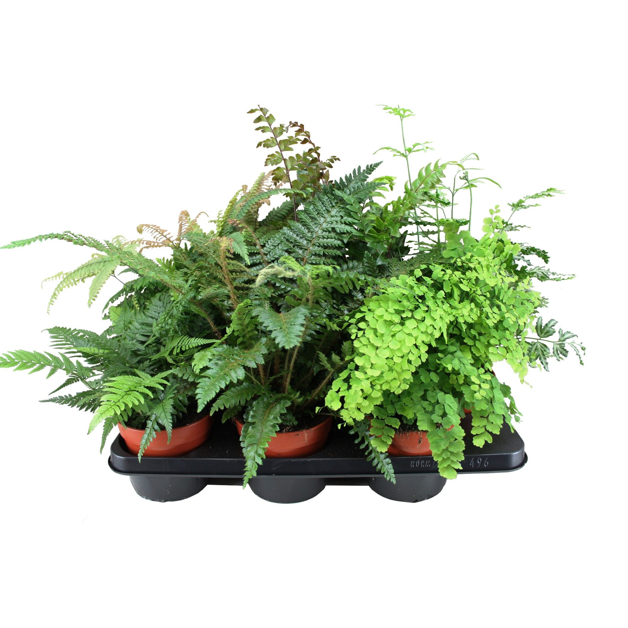 Varens Gemengd, D 14