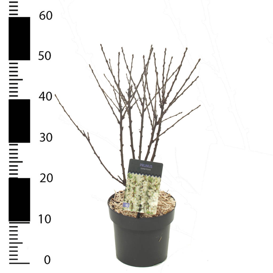 Prunus incisa 'Tomentosa', D 23