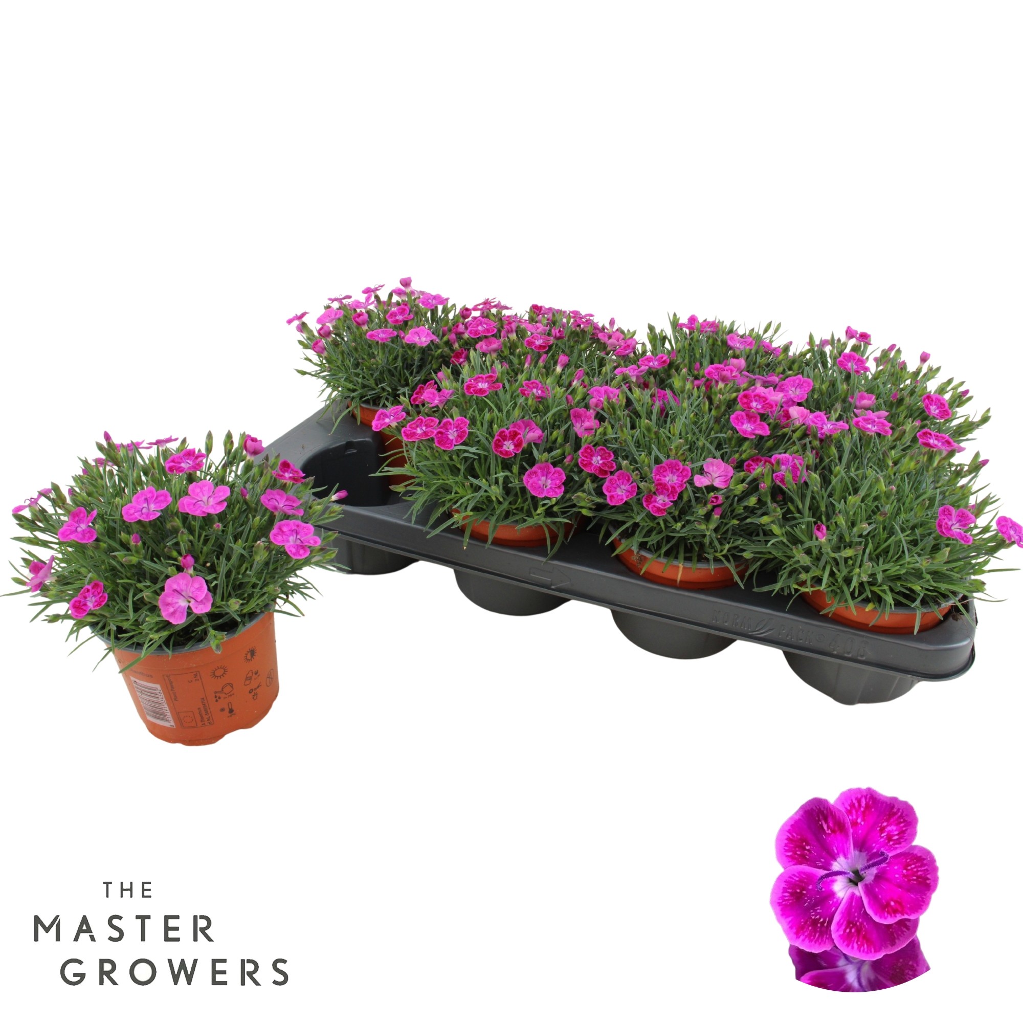 Dianthus Pillow 'Purple', D 12