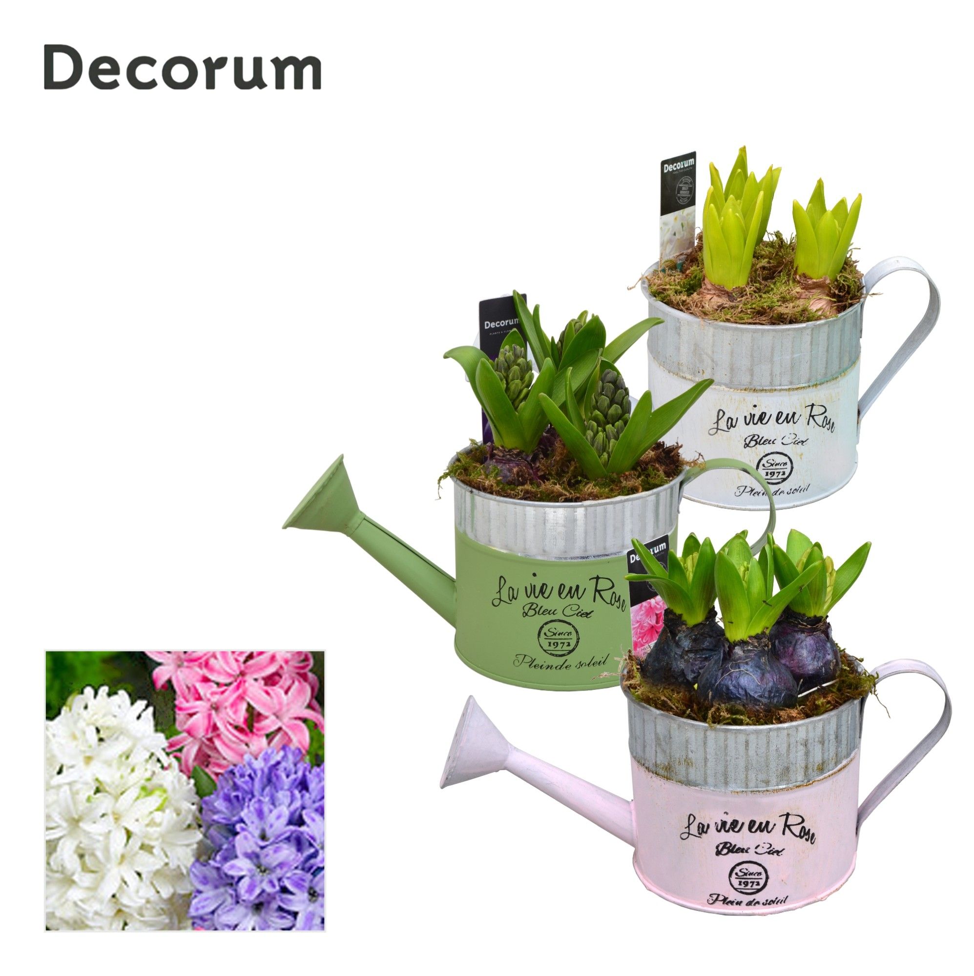 Hyacint Gieter MAXI HL19953 [LOVELY COLORS], D 12