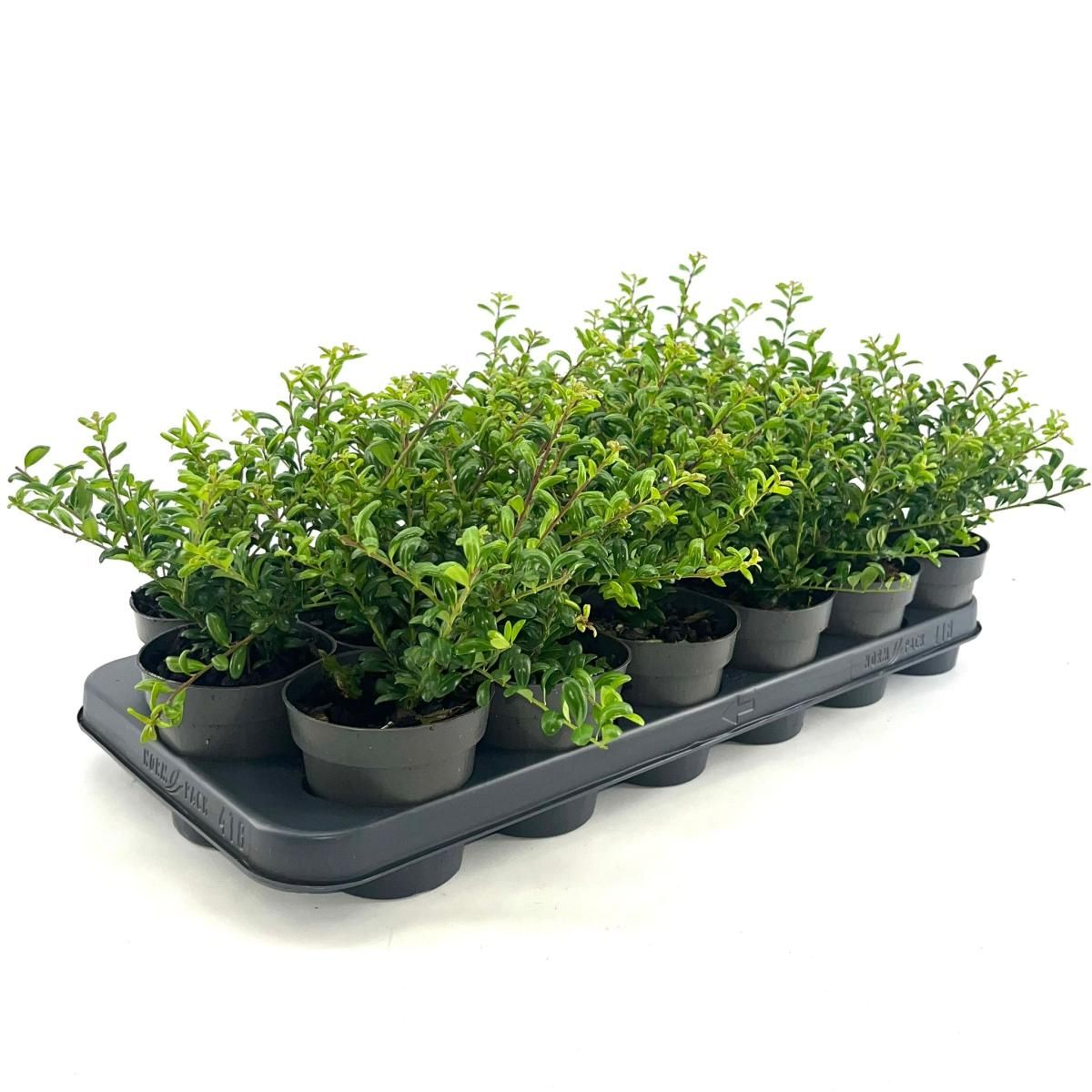 Ilex crenata 'Convexa', D 9,5