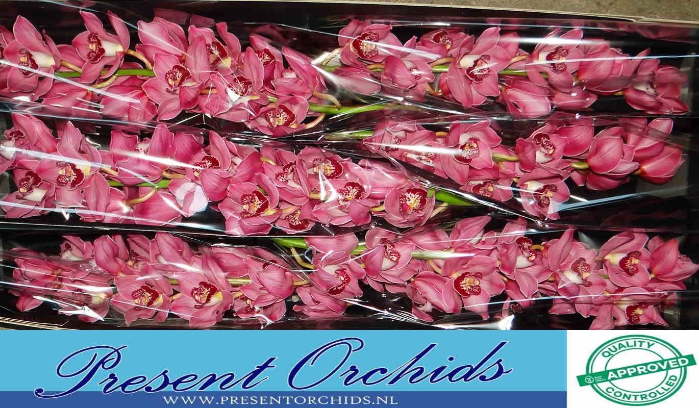 Цимбидиум Фантаси x6 80, шт.