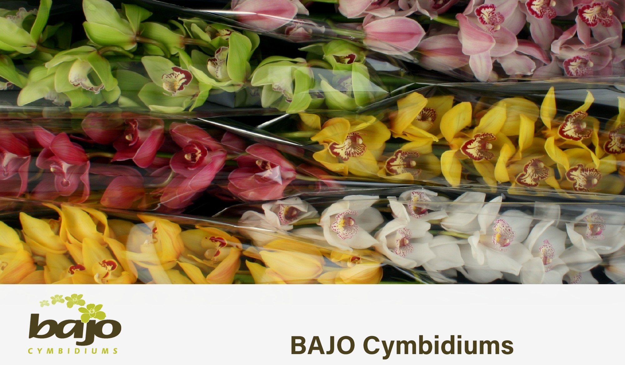 Цимбидиум Микс 80 x6, шт.