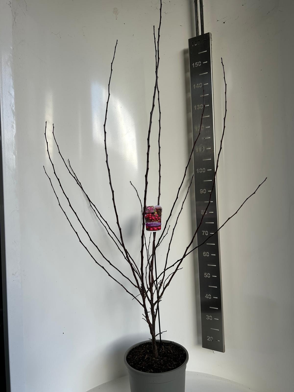 Malus Scarlett, D 27